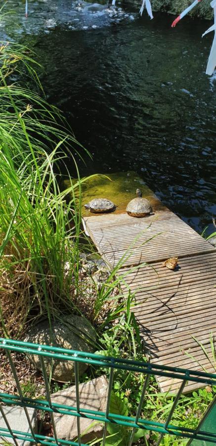 Ferienbungalow Haus Am Teich Boltenhagen  Eksteriør billede